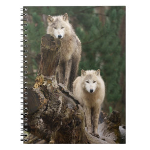 Carnet Le royaume des loups blancs