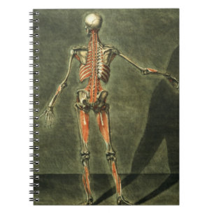 Carnet Le système musculaire profond du dos du corps,