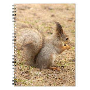 Carnet L'écureuil mignon mange une photo de noix