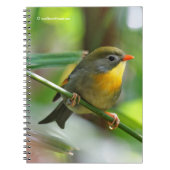 Carnet Leiothrix coloré / Pekin Robin Songbird (Devant)