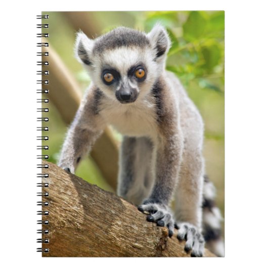 Carnet Lemur de bébé (Devant)