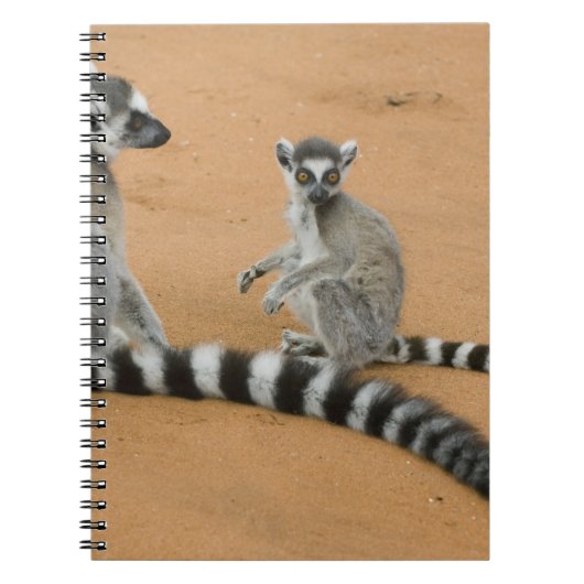 Carnet Lémurs à queue annelée, (Lemur catta), Berenty (Devant)
