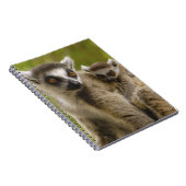 Carnet Lémurs à queue annelée (Lemur catta) Mère et bébé. (Côté Droit)