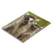 Carnet Lémurs à queue annelée (Lemur catta) Mère et bébé. (Côté gauche)