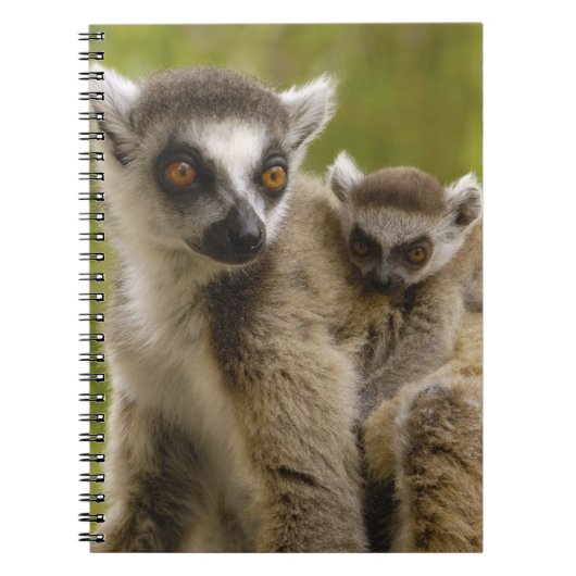 Carnet Lémurs à queue annelée (Lemur catta) Mère et bébé. (Devant)