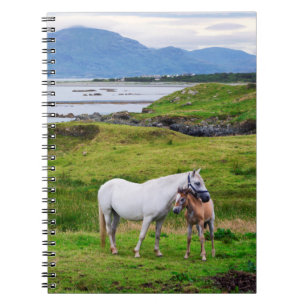 Carnet Les Chevaux du Connemara Galway, Irlande