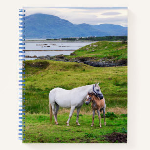 Carnet Les Chevaux du Connemara Galway, Irlande