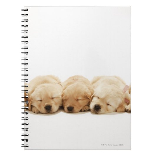 Carnet Les chiots du Golden Retriever (Devant)