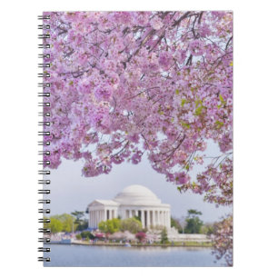 Carnet Les Etats-Unis, Washington DC, cerisier en fleur