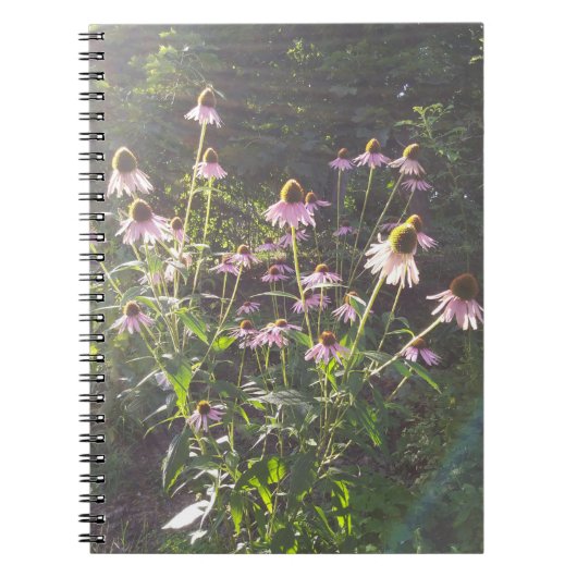 Carnet Les fleurs d'échinacée au soleil (Devant)