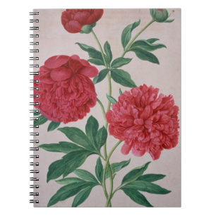 Carnet Les pivoines, plaquent 46 du Florilegium de Nassau