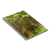 Carnet Les séquoias au monument national de Muir Woods (Côté Droit)