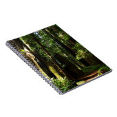 Carnet Les séquoias et les fougères du parc national Redw (Côté Droit)