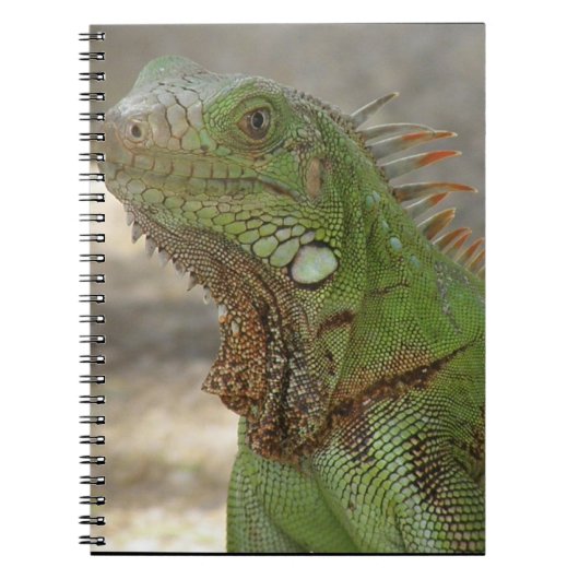 Carnet Lézard Lounging (Devant)