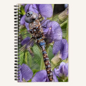 Carnet Libellule Aeshne à yeux bleus sur fleur (Recto)