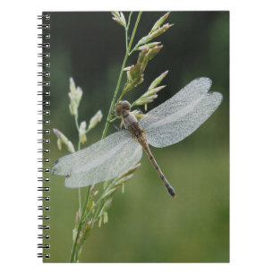 Carnet Libellule Darner couverte de rosée