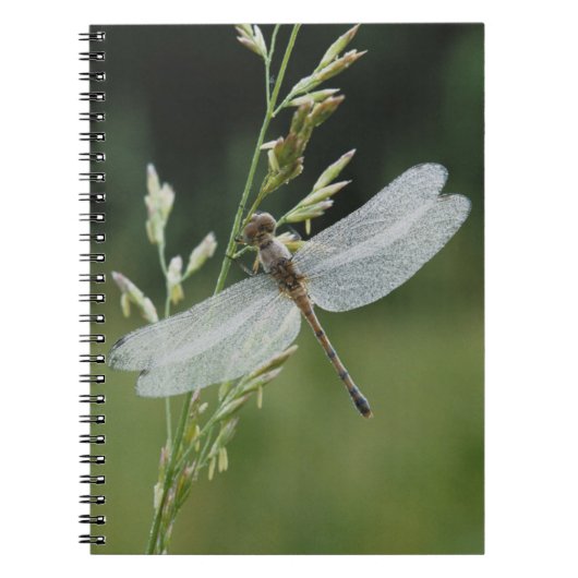 Carnet Libellule Darner couverte de rosée (Devant)