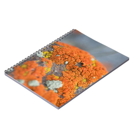 Carnet Lichen orange moss pierre gris (Côté gauche)