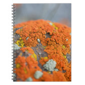 Carnet Lichen orange moss pierre gris (Devant)