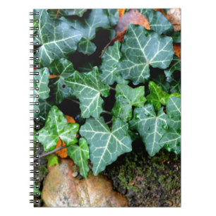 Carnet Lierre botanique vert et pierre de champ