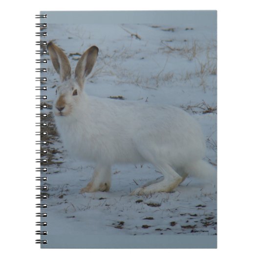 Carnet Lièvre d'Amérique R23 (Devant)