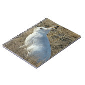 Carnet Lièvre d'Amérique R25 (Côté gauche)