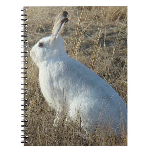 Carnet Lièvre d'Amérique R25 (Devant)