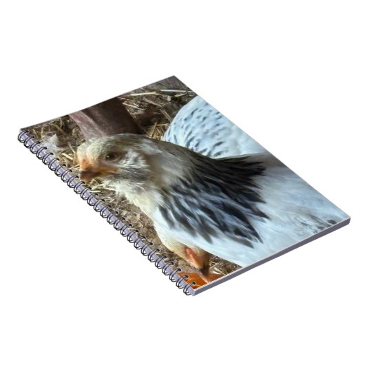 Carnet Light Brahma CHicken Notebook (Côté Droit)
