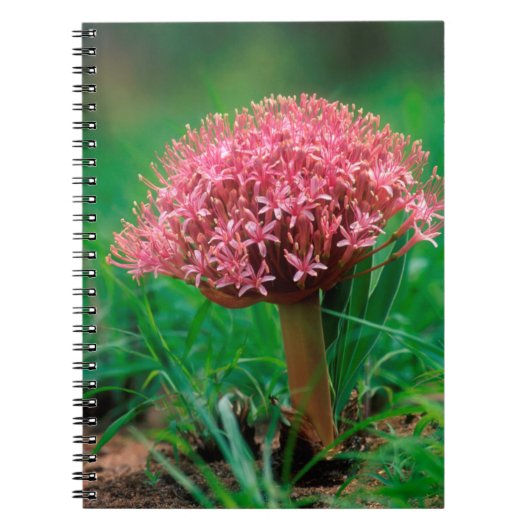 Carnet Lily africaine (Agapanthus Praecox), Mala Mala (Devant)