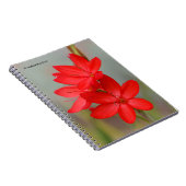 Carnet Lily de Kaffir / Lys de rivière / Hesperantha Cocc (Côté Droit)