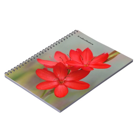 Carnet Lily de Kaffir / Lys de rivière / Hesperantha Cocc (Côté gauche)