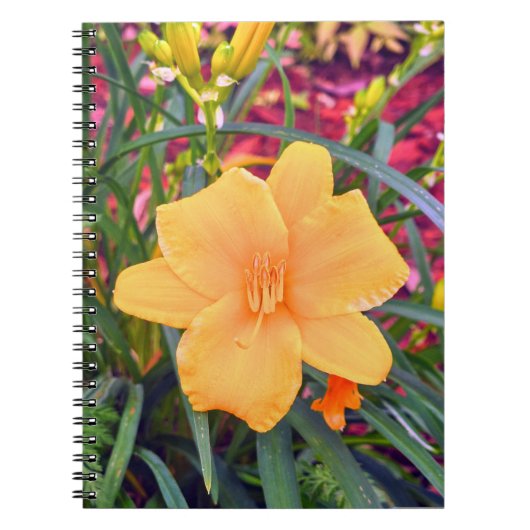 Carnet Lily orange vif (Devant)