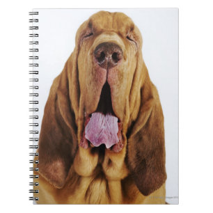 Carnet Limier (chien de St Hubert) avec les yeux fermés,