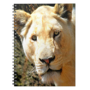 Carnet Lion