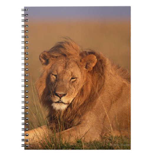 Carnet Lion 8 (Devant)