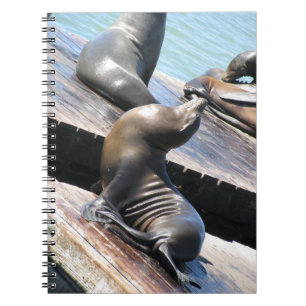 Carnet Lion de mer