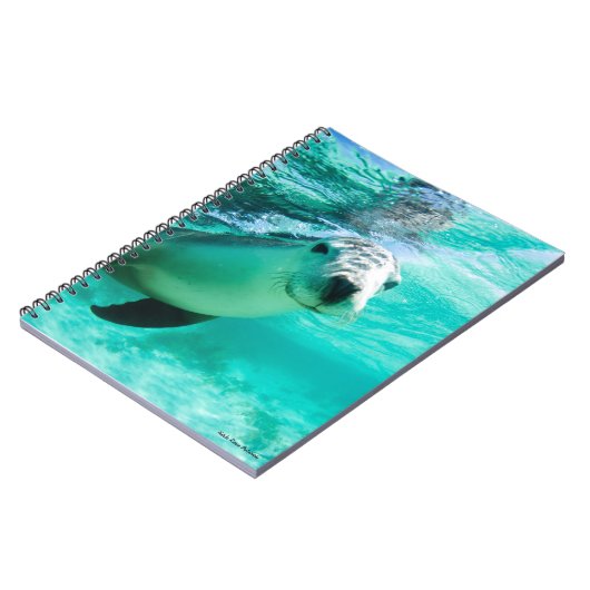 Carnet Lion de mer australien (Côté gauche)