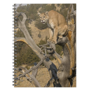 Carnet Lion de montagne, aka puma, cougar; Concolor de Pu