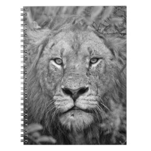 Carnet Lion de observation, Afrique du Sud