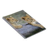 Carnet Lionceaux sur une bûche (Côté Droit)