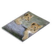 Carnet Lionceaux sur une bûche (Côté gauche)