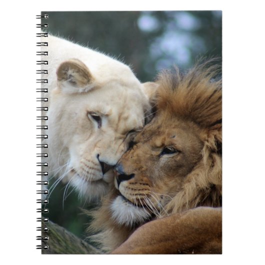 Carnet Lions (Devant)