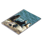 Carnet Lions de la mer de San Diego (Côté gauche)