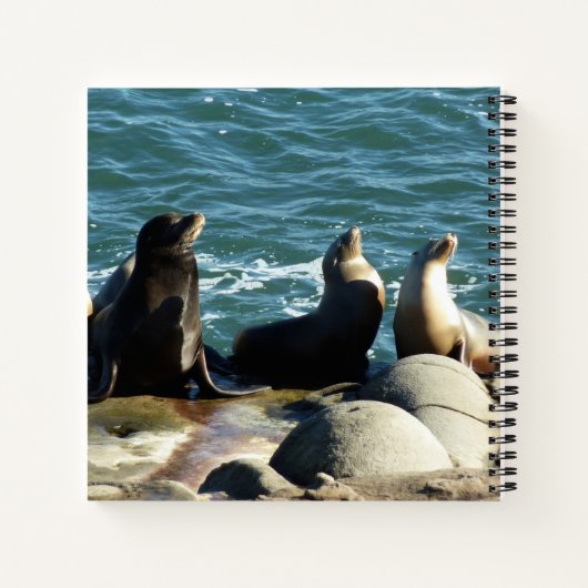 Carnet Lions de la mer de San Diego (Dos)