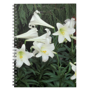 Carnet Lis de Pâques (Lilium regale)