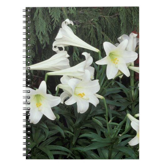 Carnet Lis de Pâques (Lilium regale) (Devant)