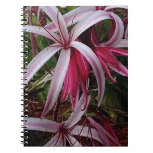 Carnet Lis pourpre de Crinum de la Reine Emma