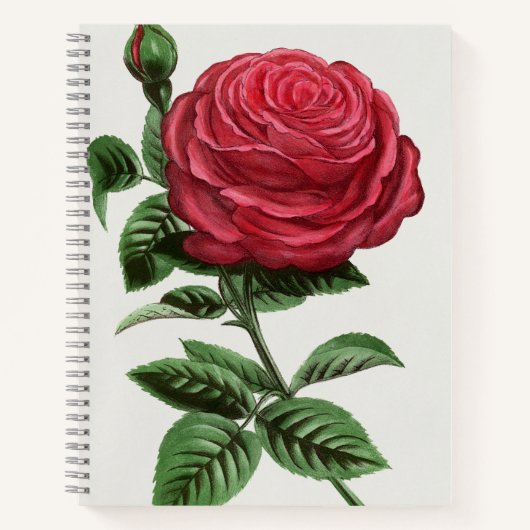 Carnet Lithographie de rose antique, François-Frédéric Gr (Devant)