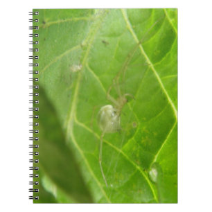 Carnet Little Spider