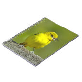 Carnet Loriole de verger - Photographie originale (Côté gauche)